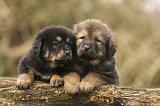 DOGUE DU TIBET 414